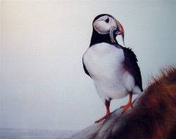 puffin at nest site